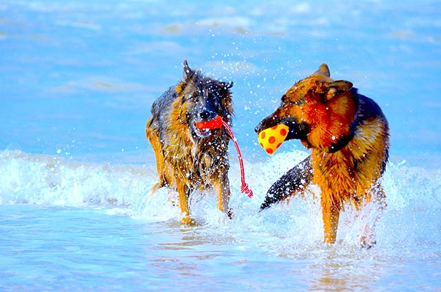 Bergers Allemands qui jouent dans les vagues sur la plage de Longeville-sur-mer