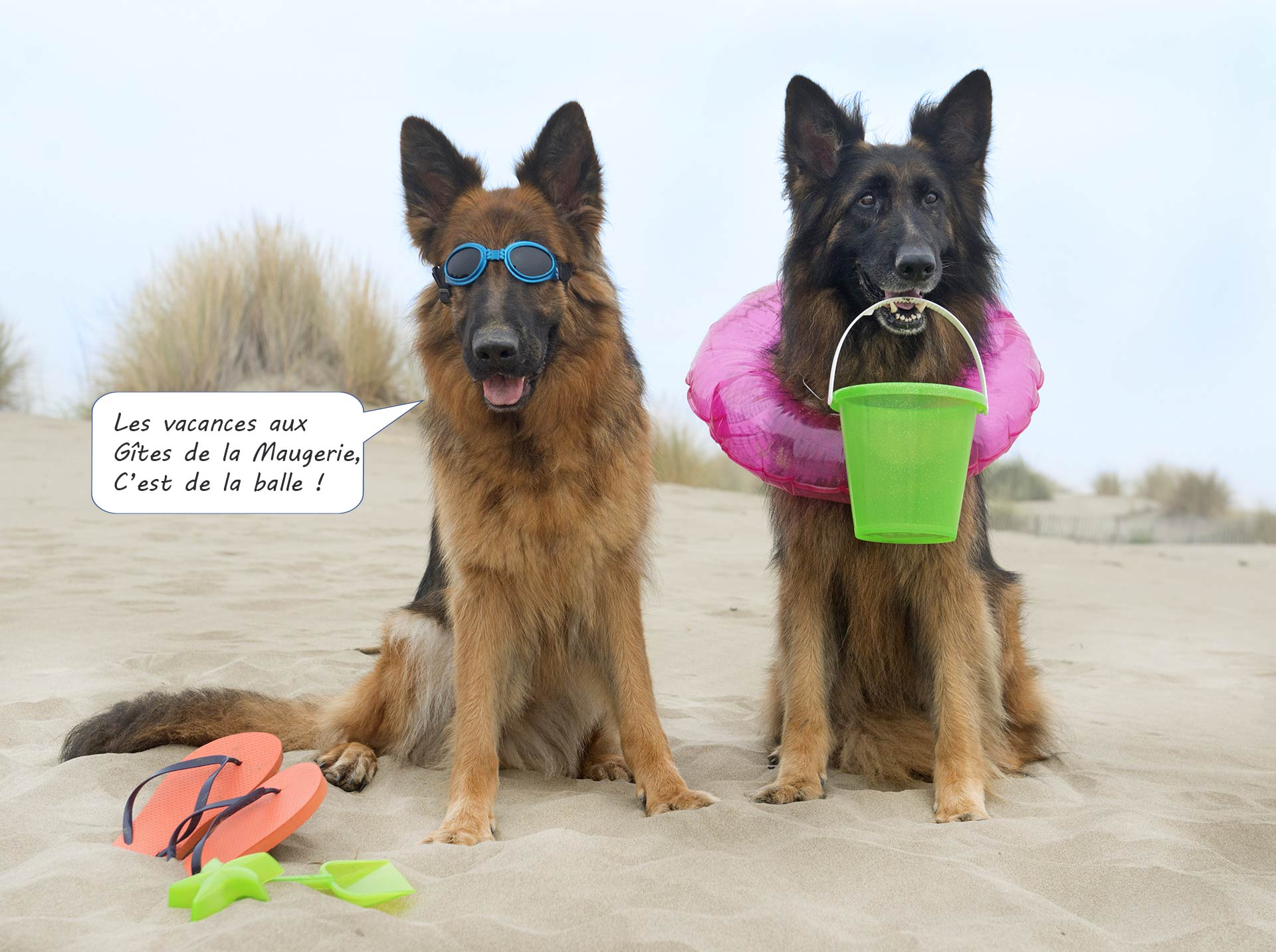 chiens sur la plage qui apprécient les vacances en Vendée dans nos gîtes